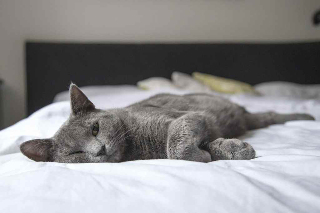Grey cat setting the example: doing nothing all day.